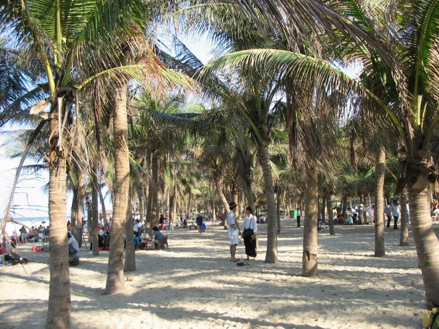 Hàng Dừa xanh mướt bóng râm